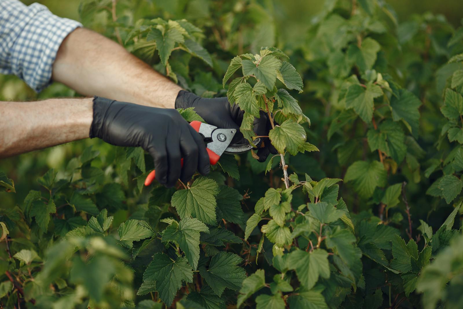 Hand pruning shears at work shaping a shrub.