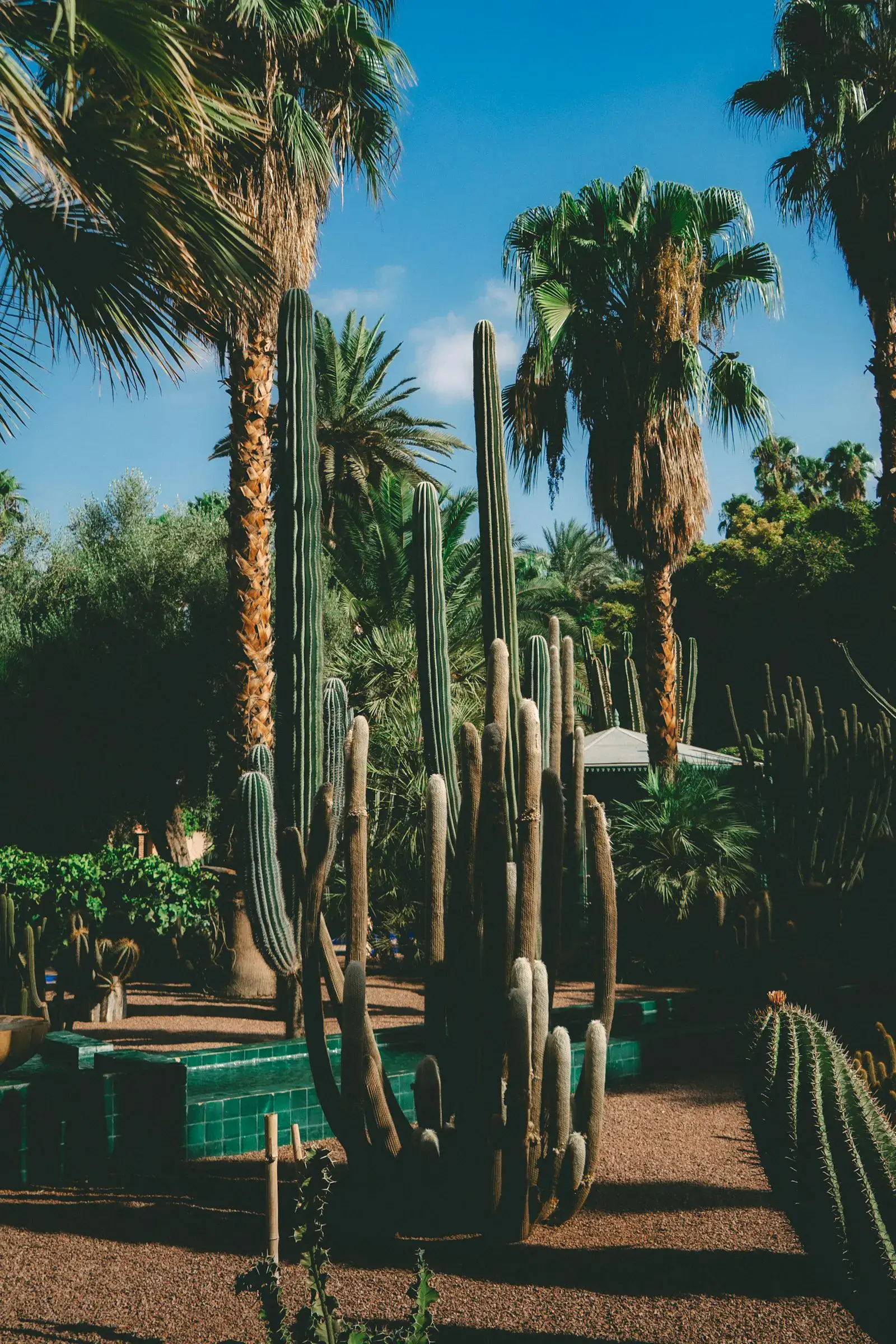 Mature palms and cacti above a maintained xeriscape yard in Apache Junction.